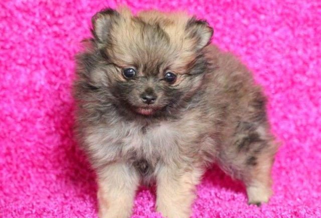 Lollipop-Pomeranian2-e1519248622294.jpg