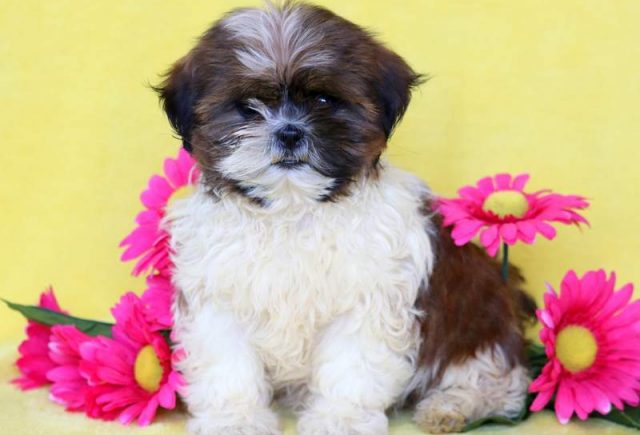 Lovebug-Shih-Tzu.jpg