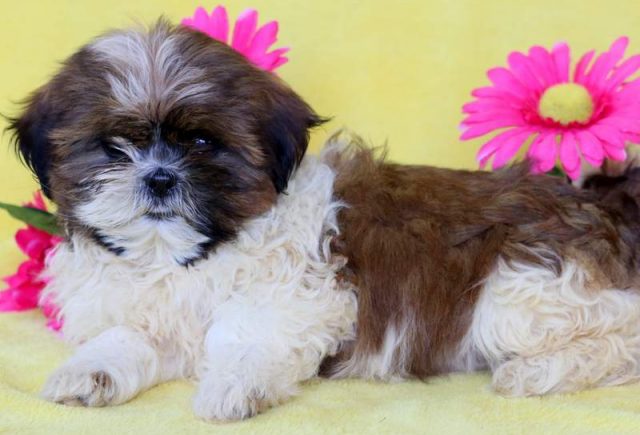 Lovebug-Shih-Tzu2.jpg
