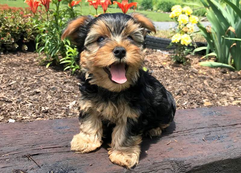 boy yorkie