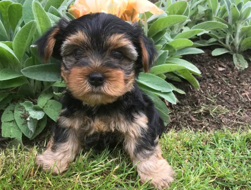 boy yorkie