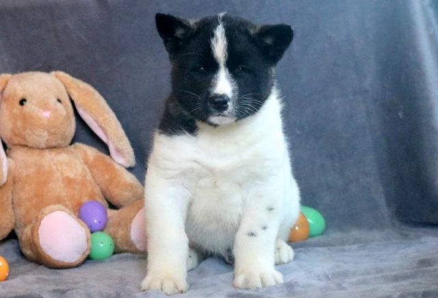 Luke-Akita-1.jpg