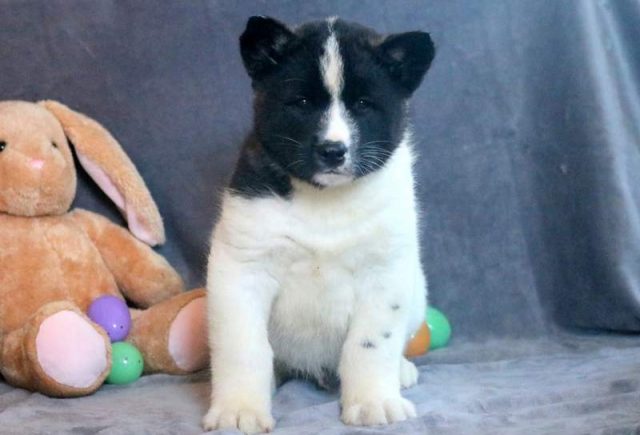 Luke-Akita-2.jpg