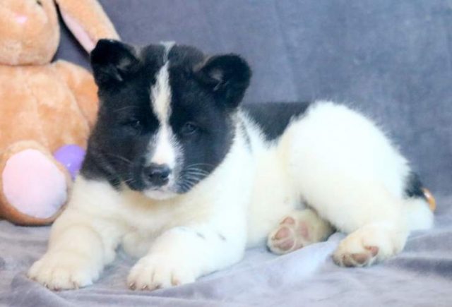 Luke-Akita-3.jpg