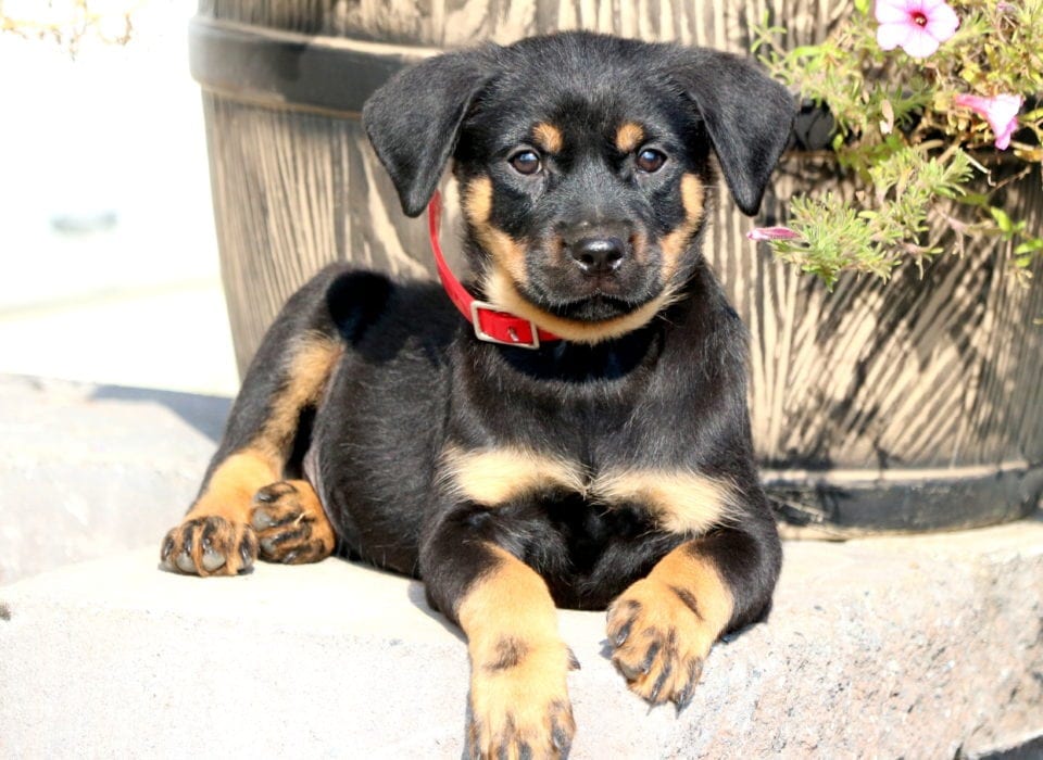Luke Mini Rottweiler Puppy For Sale Keystone Puppies