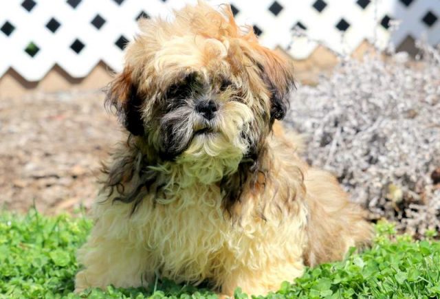 Luke-Shih-Tzu-1.jpg