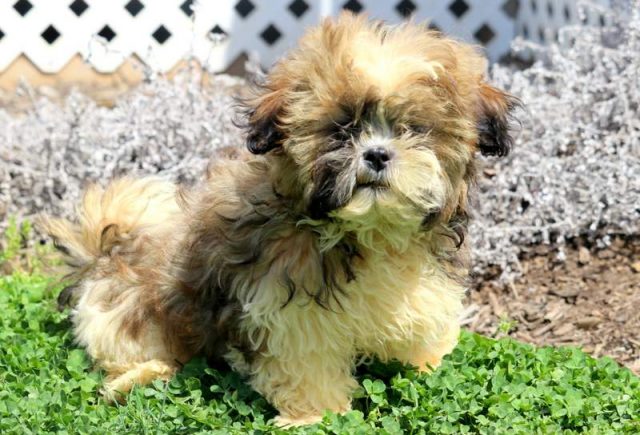 Luke-Shih-Tzu-2.jpg