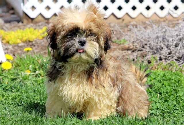 Luke-Shih-Tzu-3.jpg