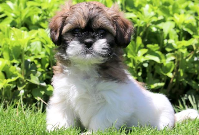 Luke-Shih-Tzu.jpg