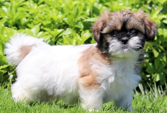 Luke-Shih-Tzu2.jpg
