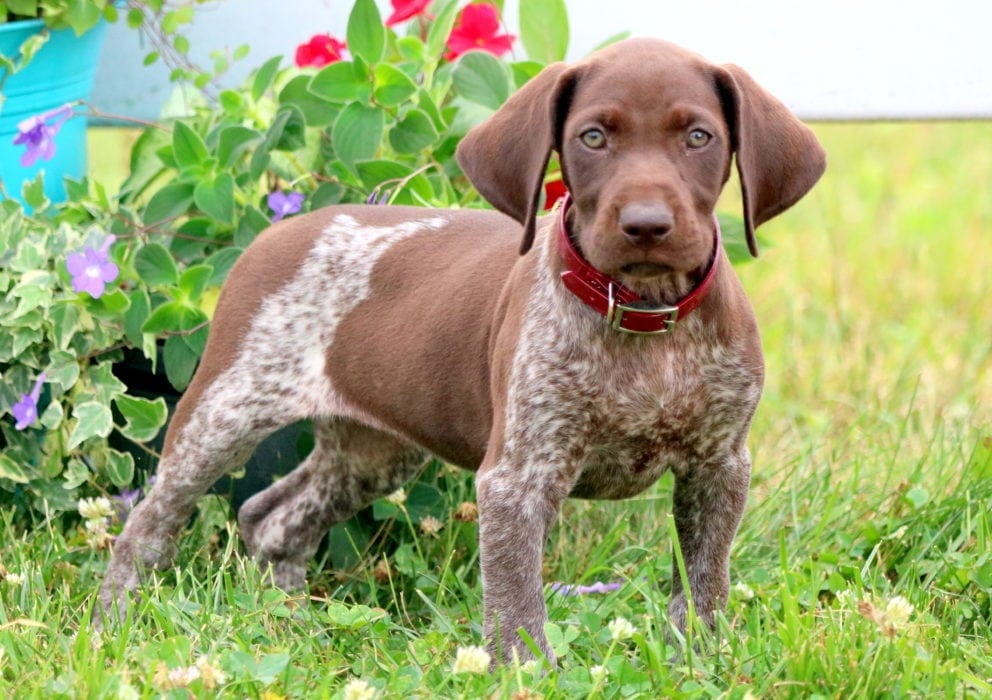 Luna German Shorthaired Pointer Puppy For Sale Keystone Puppies