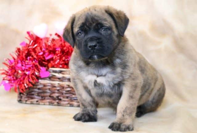 Mac-English-Mastiff.jpg