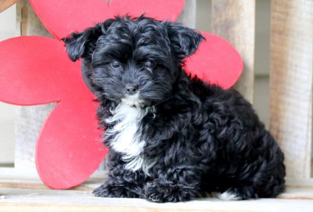 Macey-Yorkiepoo-1-1.jpg