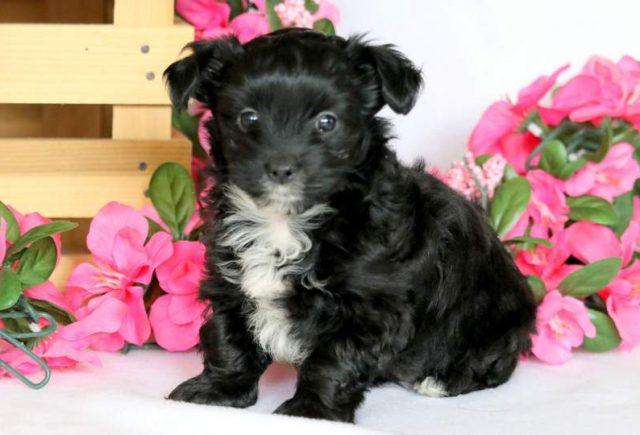 Macey-Yorkiepoo-1.jpg