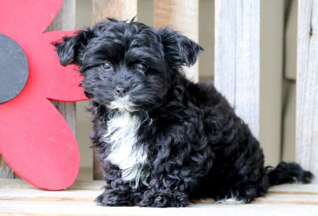 Macey-Yorkiepoo-2-1.jpg