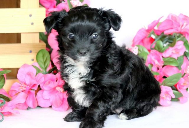 Macey-Yorkiepoo-2.jpg