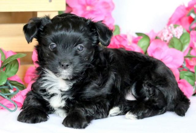 Macey-Yorkiepoo-3.jpg