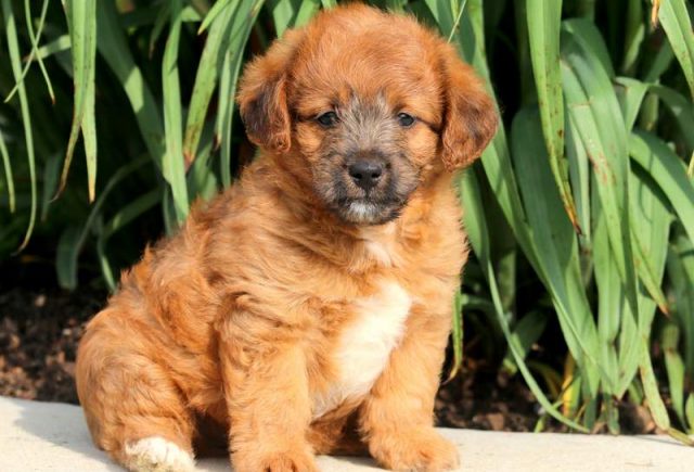 Macho-Jackapoo-1.jpg