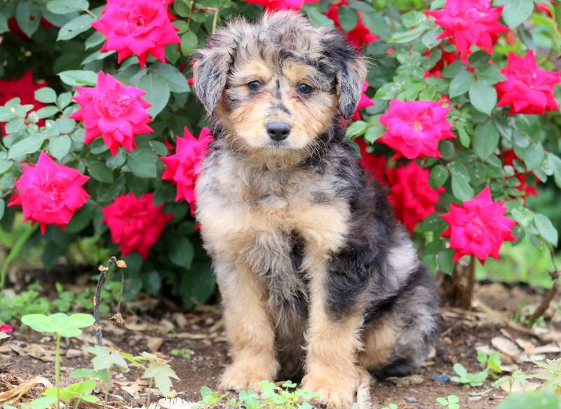 Macho | Aussiedoodle - Mini Puppy For Sale | Keystone Puppies