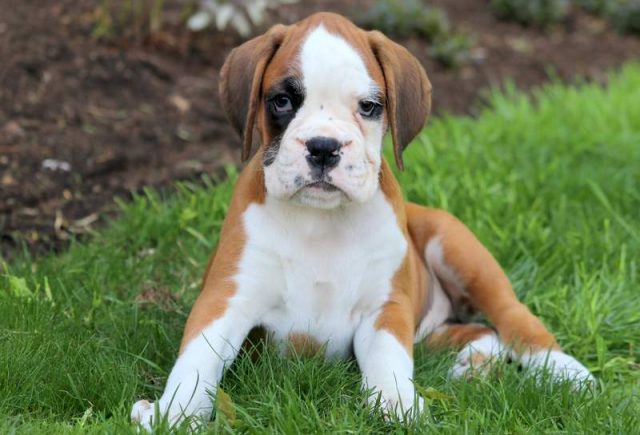 Maddie-Boxer.jpg