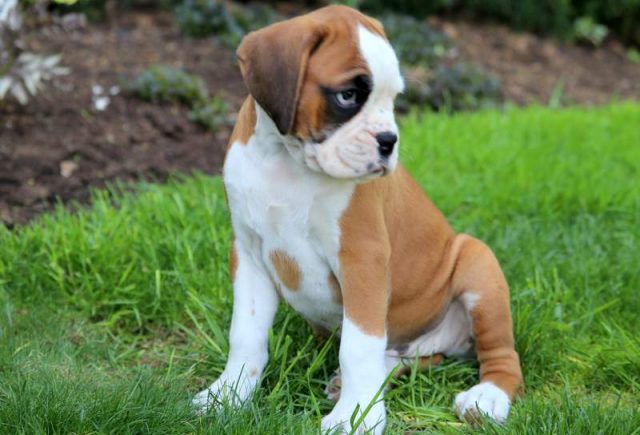 Maddie-Boxer2.jpg