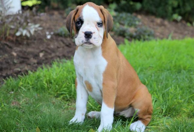 Maddie-Boxer3.jpg