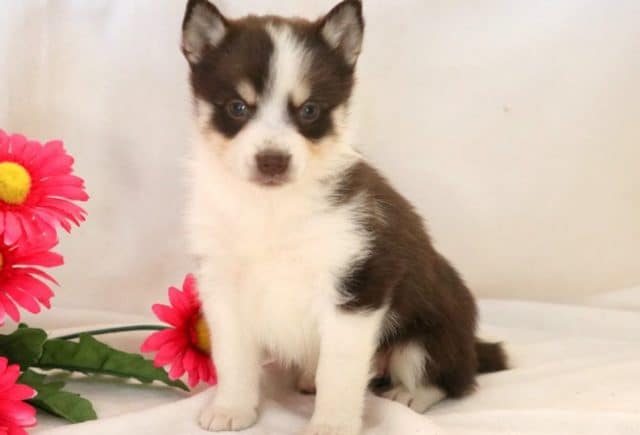 Magenta-Pomsky.jpg