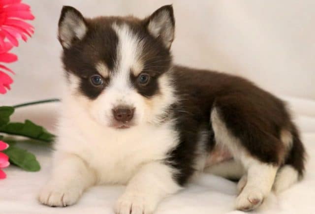 Magenta-Pomsky2.jpg