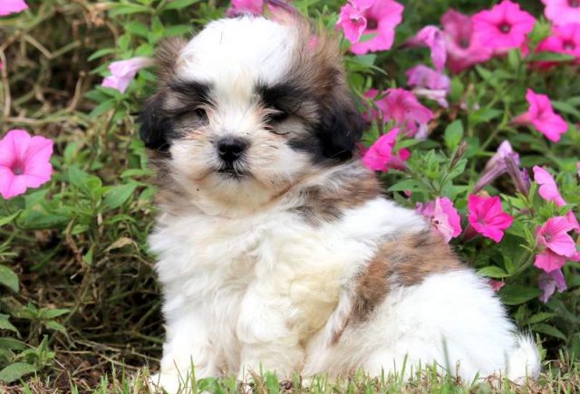 Malshi puppies for sale