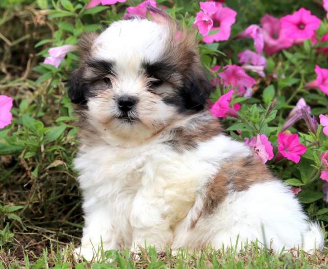 Malshi puppies for sale