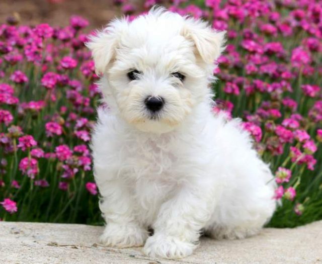 maltese puppies for sale