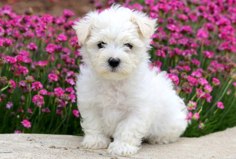 maltese puppies information