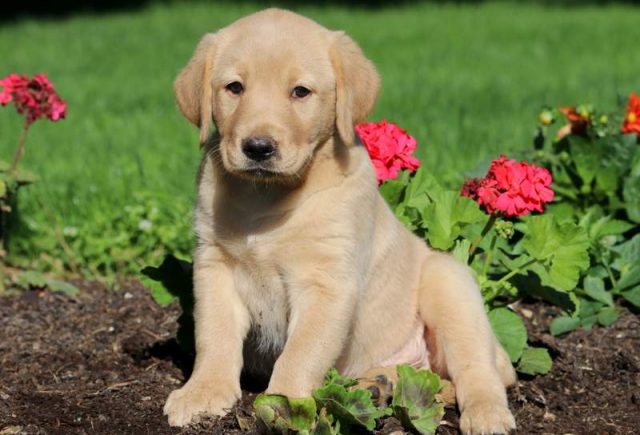 Marabell-Golden-Lab.jpg