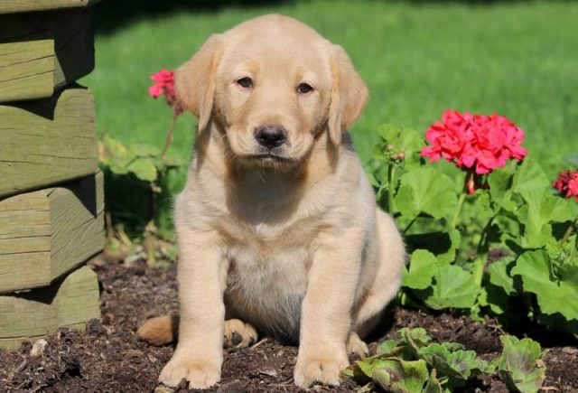 Marabell-Golden-Lab2.jpg