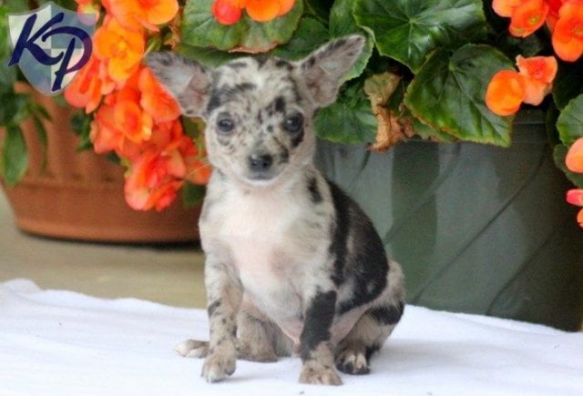 Marble-Chihuahua.jpg