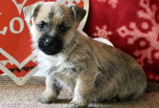 Mason-Cairn-Terrier.jpg