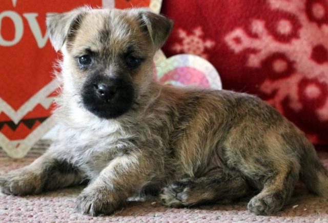 Mason-Cairn-Terrier2.jpg
