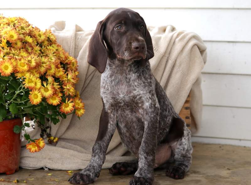 Mason | German Shorthaired Pointer Puppy For Sale ...