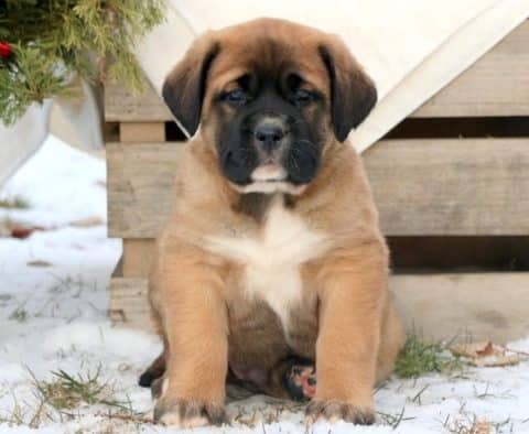 Mastiff Mix