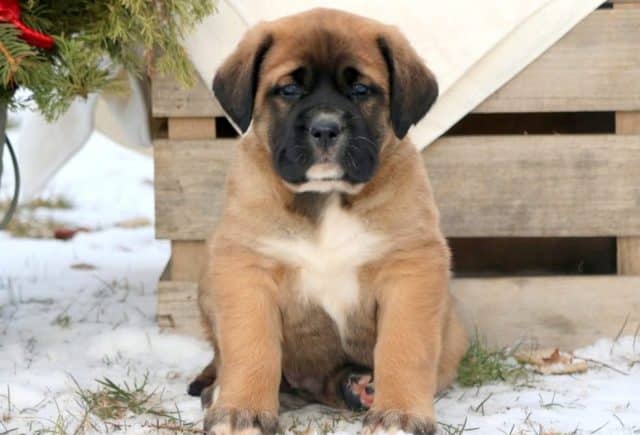 mastiff mix puppies for sale