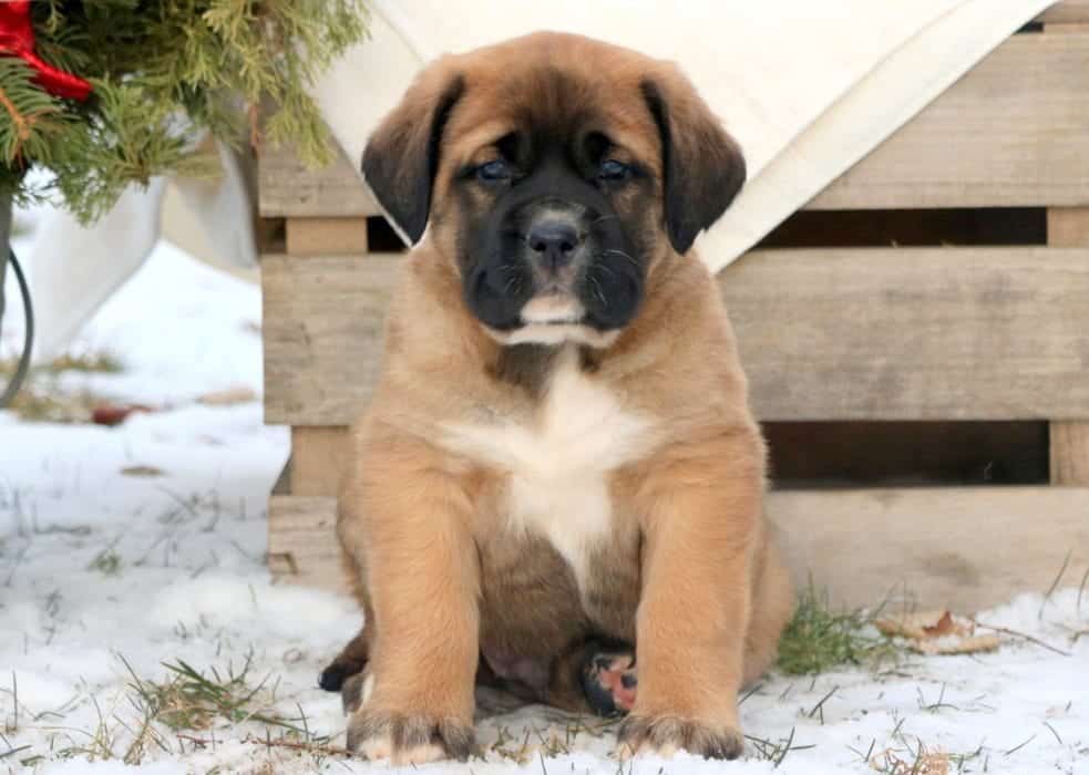 english mastiff near me