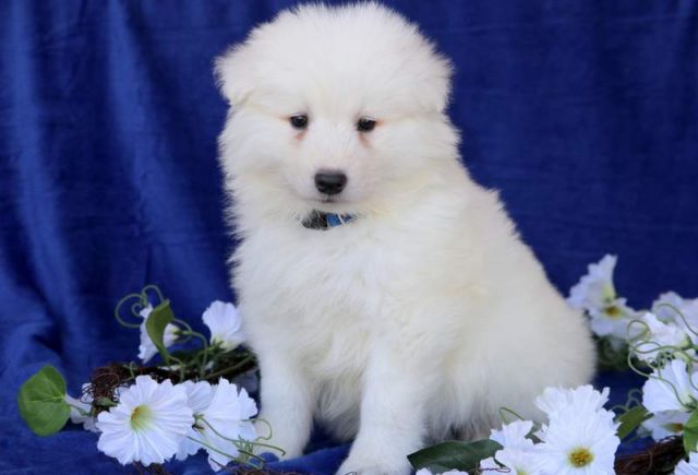 Maverick-Samoyed.jpg