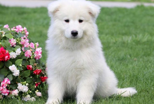 Maverick-Samoyed-Puppy.jpg