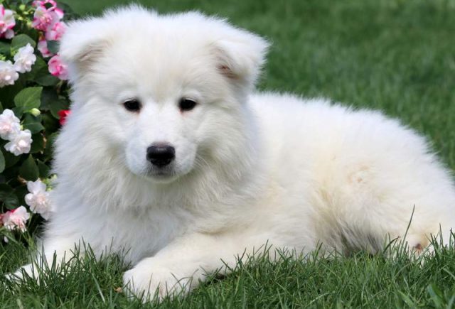 Maverick-Samoyed-Puppy2.jpg