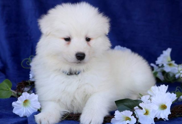 Maverick-Samoyed2.jpg