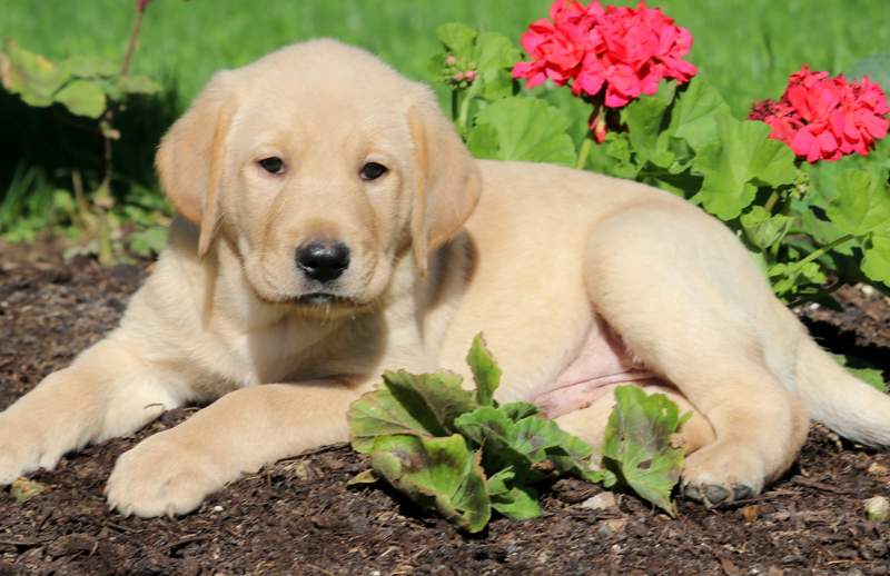 Maxwell | Golden Labrador (Goldador) Puppy For Sale ...