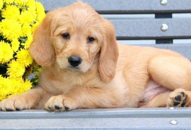 Maxwell-Labradoodle-e1519319224389.jpg