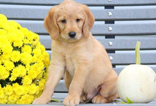 Maxwell-Labradoodle2-e1519319231245.jpg