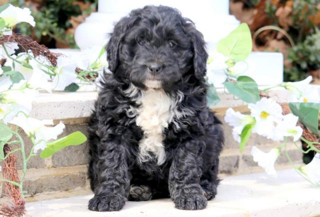 Melody-Bernedoodle-1.jpg