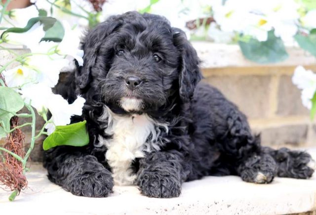 Melody-Bernedoodle-2.jpg